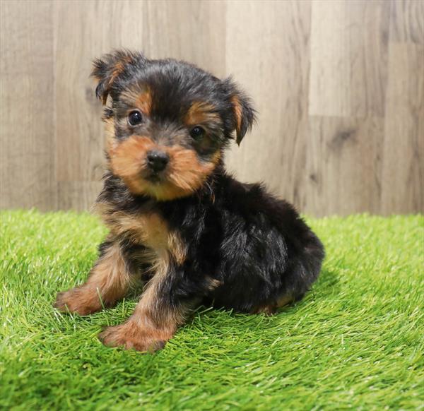 Yorkshire Terrier Puppy